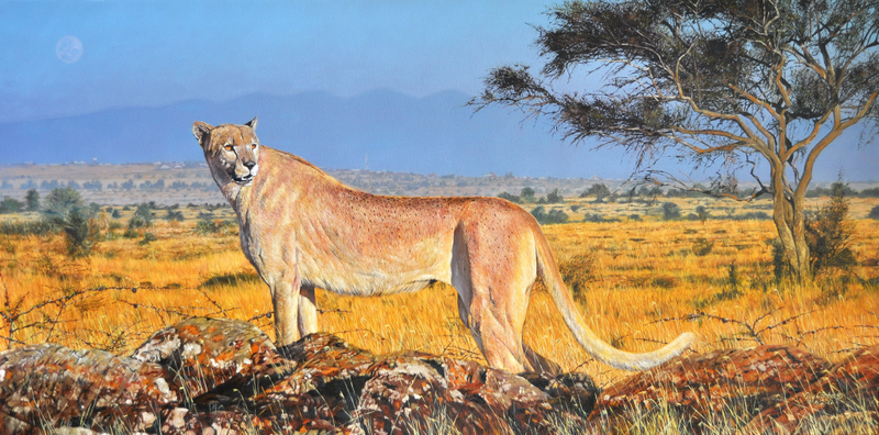 Illustration for article titled We found a cryptid! Meet the white cheetah.